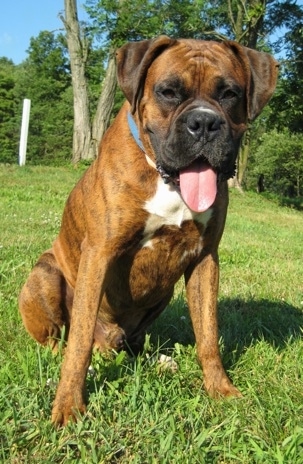 A brown brindle Boxer dog sitting outside in grass with his tongue hanging out looking happy