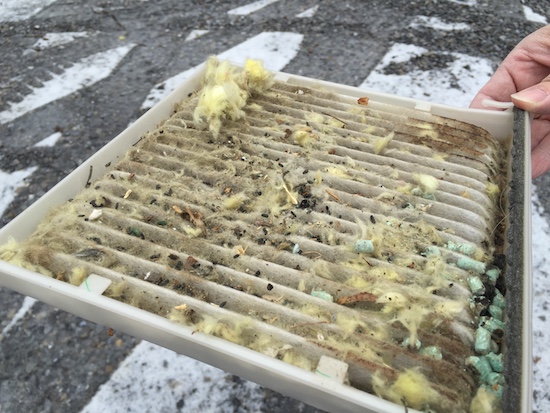A person outside holding a car cabin filter. The filter has yellow fiberglass all over it along with other dirt and pieces of mouse poison.
