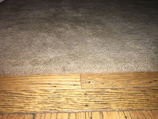 A tan carpet in a room next to a hardwood floor