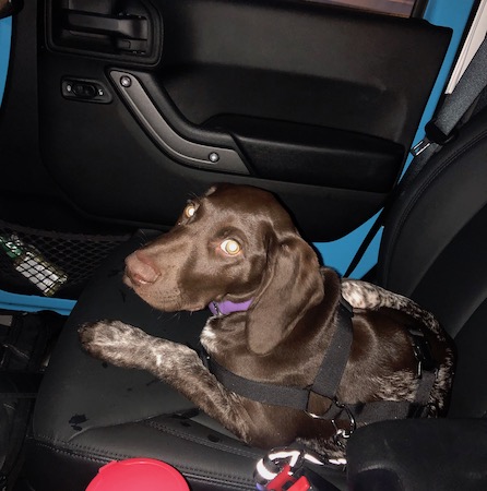 A German Shorthair Pointer Puppy laying down on the front seat of a car wearing a seat belt made for dogs.