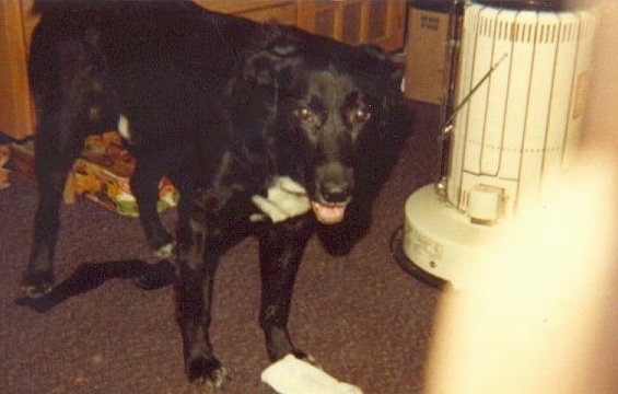 A large breed black dog with a white chest standing in a living room next to an old 1985 kerosene  heater with a sock on the floor in front of the dog. The dog has a black nose and brown eyes and his pink tongue is showing.