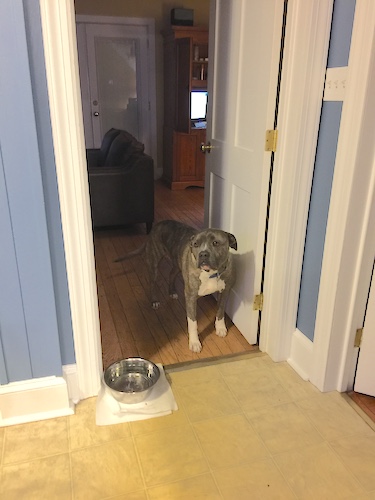 A large breed dog standing at the doorway of a kitchen refusing to walk on the floor