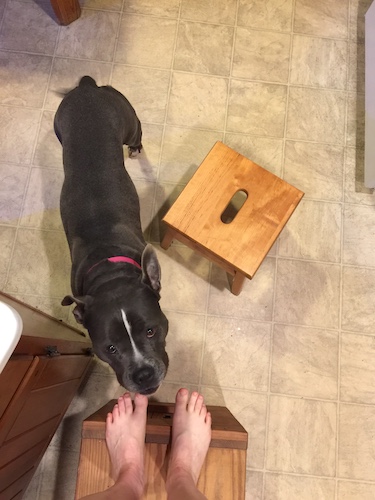 A dog looking up at a person who is standing on a wooden stool in a kitchen that has a linoleum floor