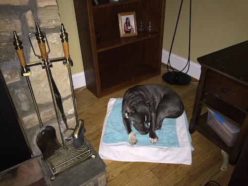 A gray and white Bully dog laying down on cotton towels next to a fireplace in a living room