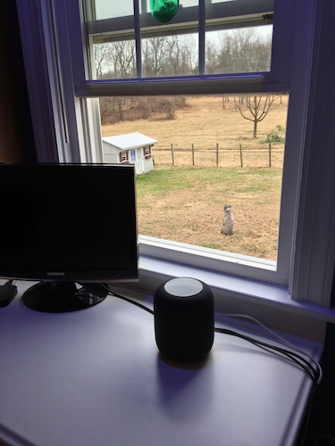 An open window with a gray dog sitting out in a yard looking into a horse field with a gray shed in the distance and a TV and a HomePod on the desk in front of the window