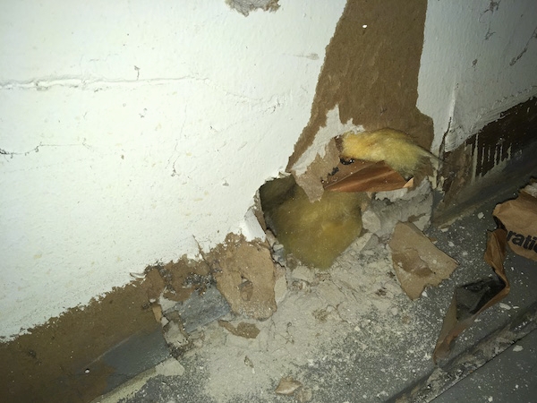 A wall with a hole in the drywall exposing the yellow spun glass. There is drywall dust all over the floor.