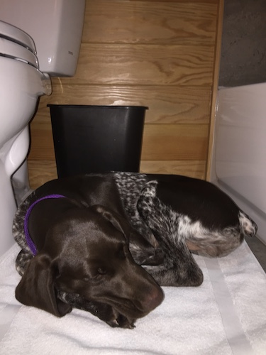 A little German Shorthair Pointer puppy sleeping on a bath mat inside a bathroom next to a metal bathtub