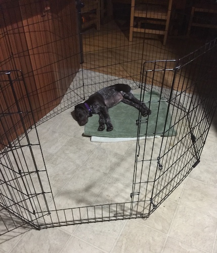 A German Shorthair Pointer puppy sleeping in an X-pen in a kitchen that has a linoleum floor